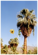 12 - Palm Spring (4)